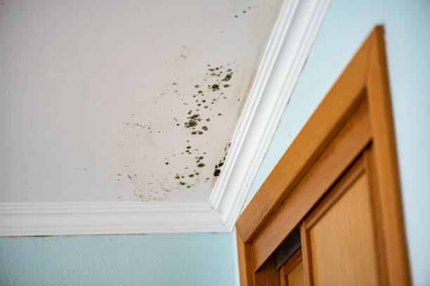 Best Emergency Mold Remediation in Kingsford, MI