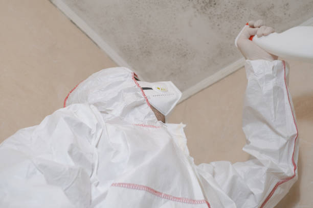 Best Kitchen Mold Remediation in Kingsford, MI