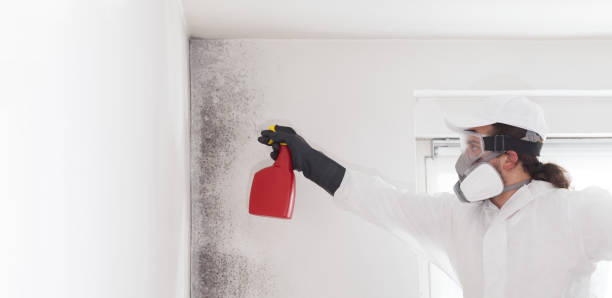 Best Black Mold Remediation in Kingsford, MI