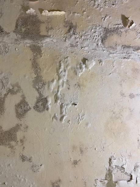 Best Residential Mold Remediation in Kingsford, MI