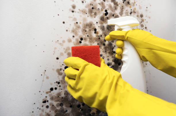 Best Basement Mold Remediation in Kingsford, MI