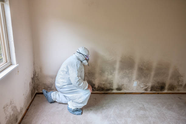 Best Post-Flood Mold Remediation in Kingsford, MI