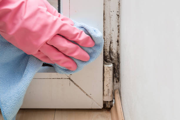 Best Insurance-Related Mold Remediation in Kingsford, MI