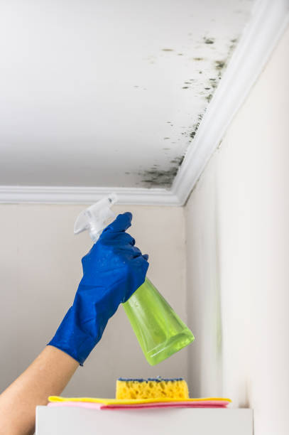 Best Localized Mold Remediation (e.g., coastal areas, humid climates) in Kingsford, MI